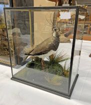 CASED LATE VICTORIAN TAXIDERMY STUDY OF A NORTHERN LAPWING (VANELLUS VANELLUS) ANTIQUE FULL MOUNT