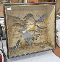 LATE 19TH CENTURY CASED TAXIDERMY STUDY OF NORTH AMERICAN BIRDS TO INCLUDE EASTERN BLUE BIRD,