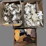 Antlers/Shields: European Roebuck Antlers & Assorted Shields, fifty unmounted good sized adult