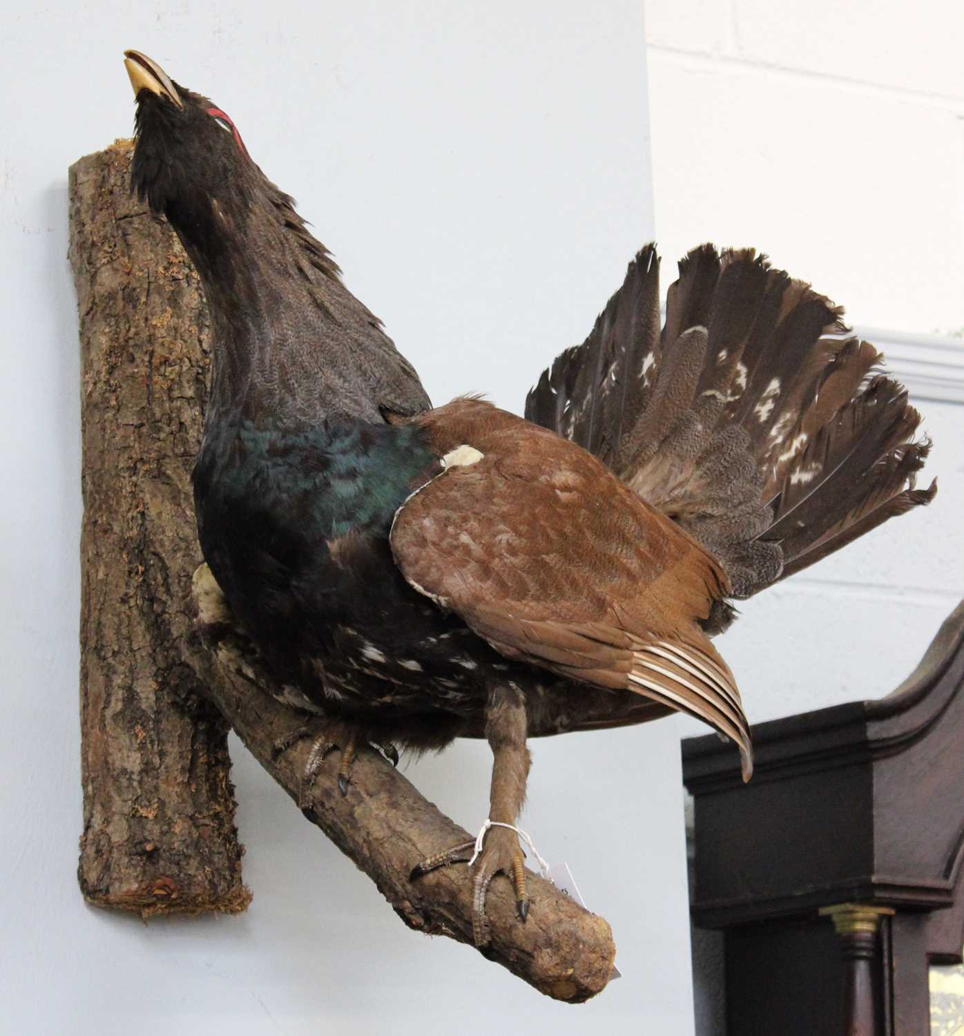 Taxidermy: A European Capercaillie (Tetrao urogallus), circa late 20th century, full mount adult - Image 2 of 2
