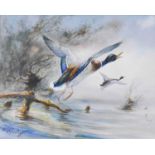 William Edward Powell (1878-1955)Mallards in flight above a pond Mallards in flight above