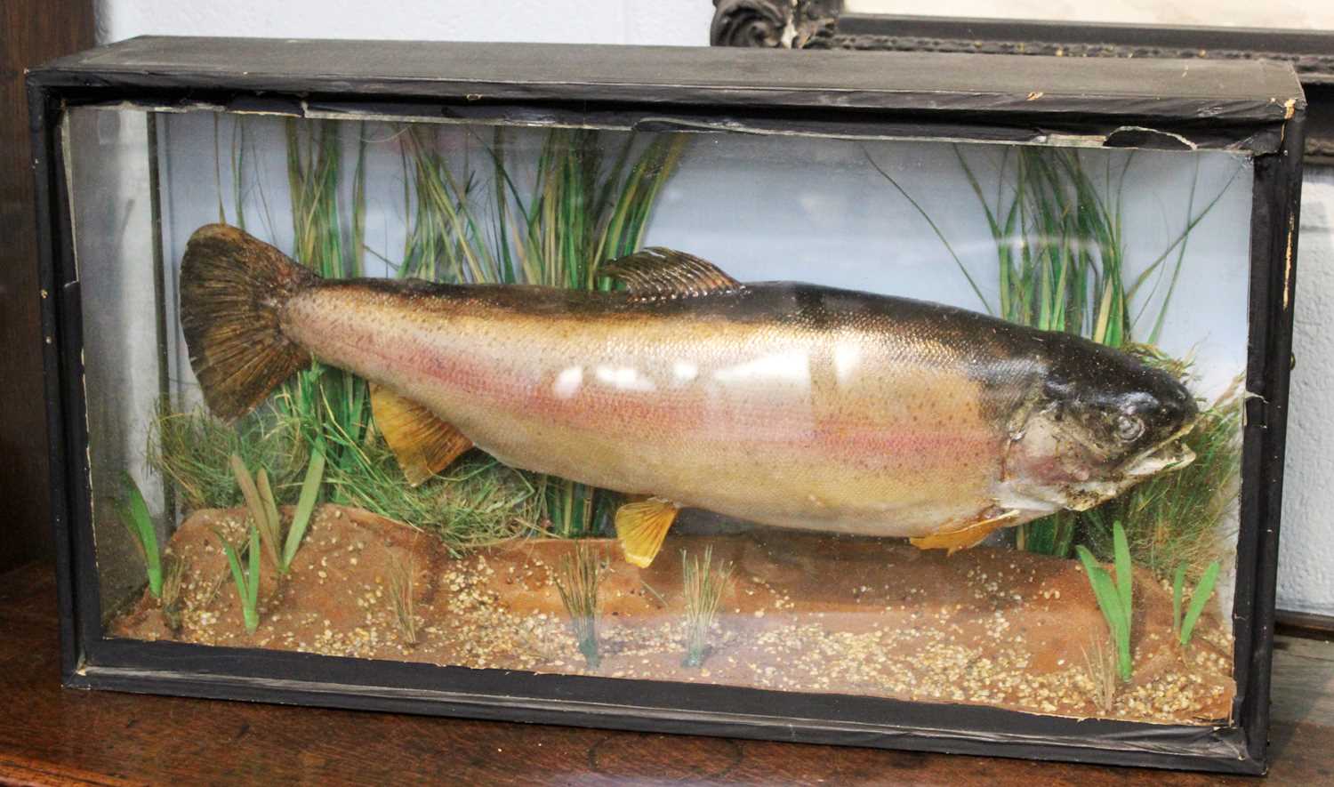 Taxidermy: A Cased Rainbow Trout (Oncorhynchus mykiss), circa early-mid 20th century, a full mount