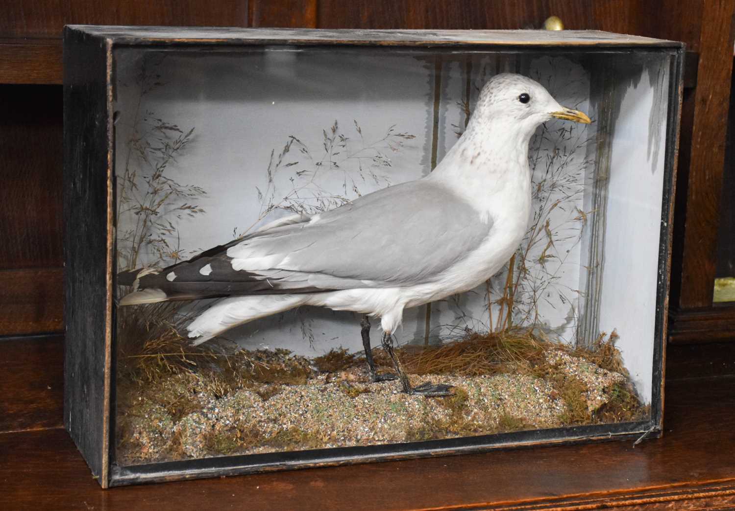 Taxidermy: A Late Victorian Cased Common Gull (Larus canis), a full mount adult stood upon grit