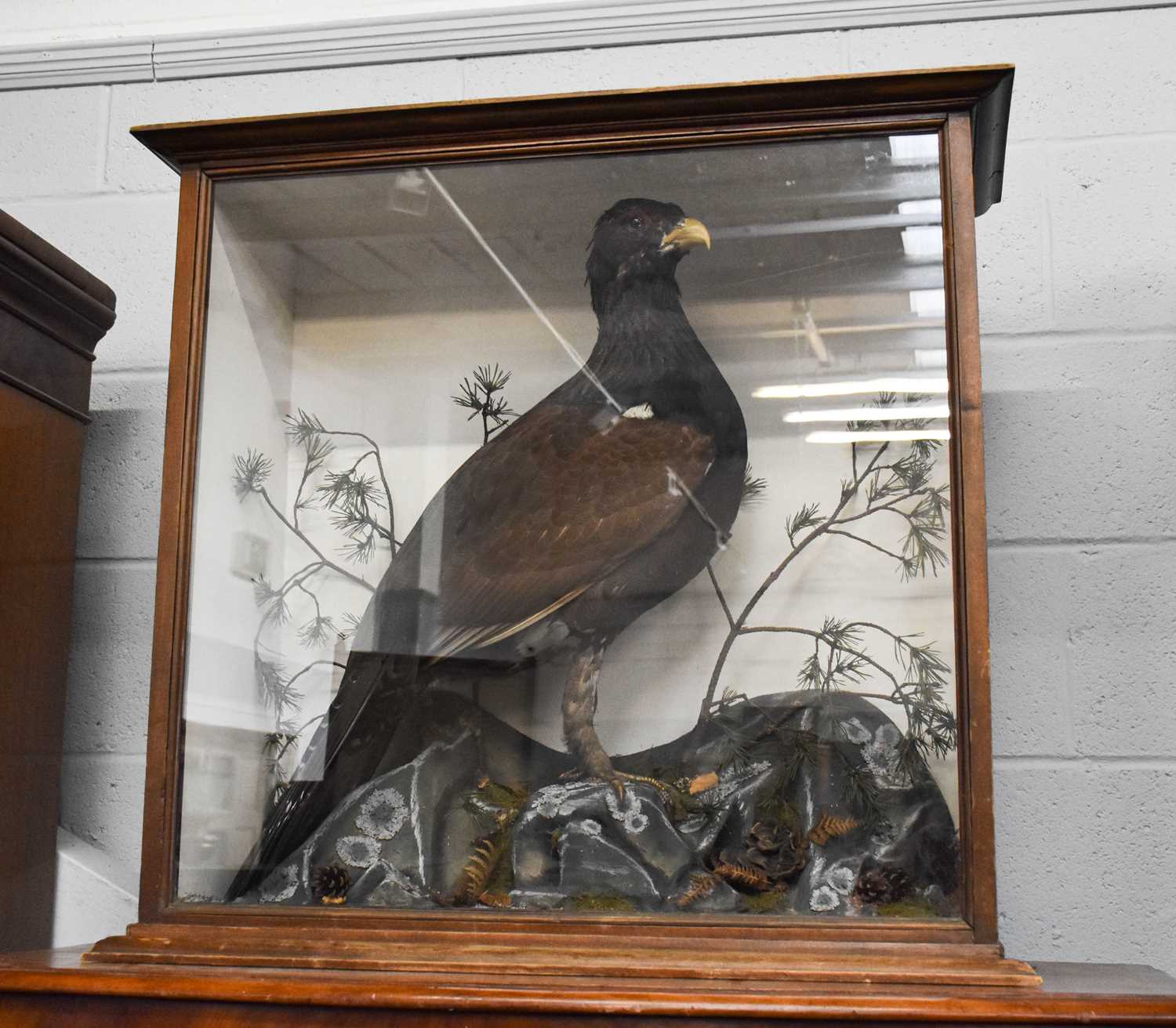 Taxidermy: A Cased European Capercaillie, circa mid-late 20th century, a full mount adult cockbird