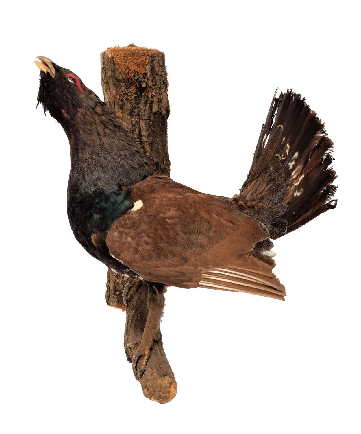 Taxidermy: A European Capercaillie (Tetrao urogallus), circa late 20th century, full mount adult