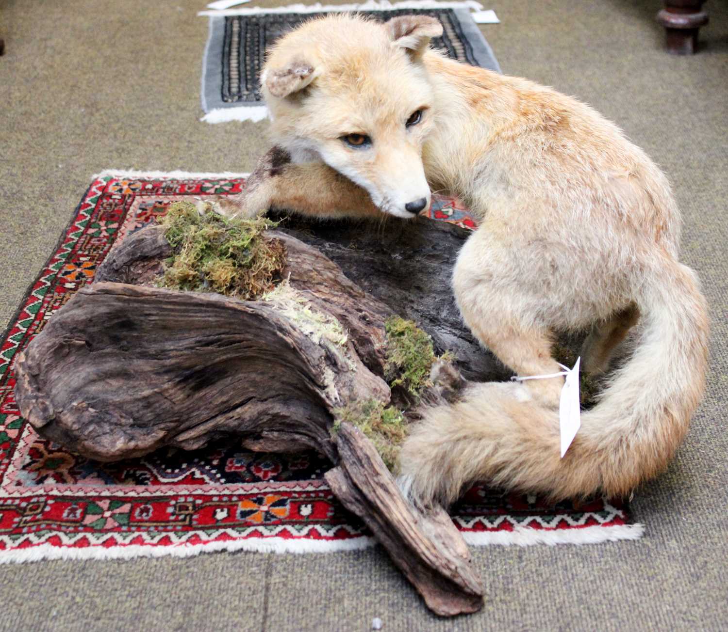 Taxidermy: A European Red Fox (Vulpes vulpes), circa late 20th century, a full mount adult Red fox