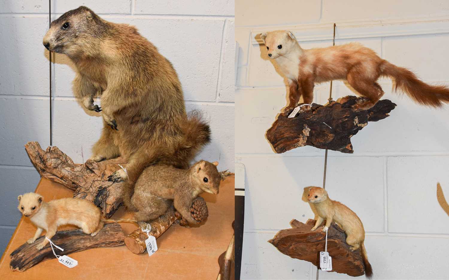 Taxidermy: A Group of European Animals, circa late 20th century, to include - a full mount Alpine - Image 2 of 2