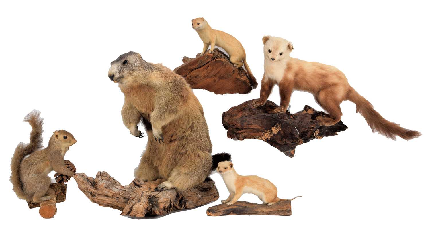 Taxidermy: A Group of European Animals, circa late 20th century, to include - a full mount Alpine