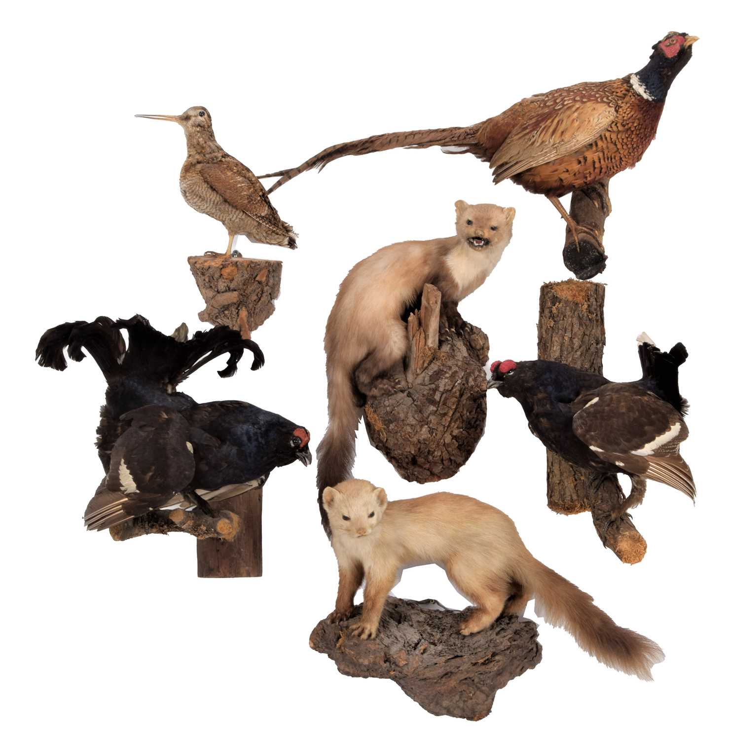 Taxidermy: A Group of European Game & Countryside Birds & Animals, circa late 20th century, to