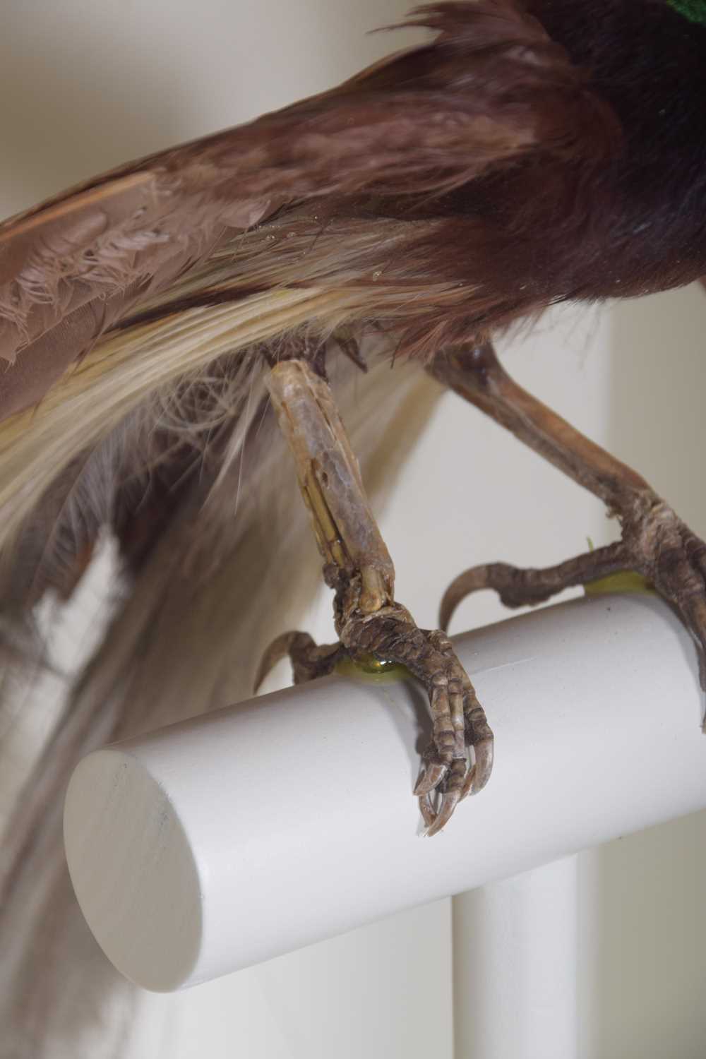 Taxidermy: A Late Victorian Cased Greater Bird-of-Paradise (Paradisaea apoda), a full mount adult - Image 6 of 6