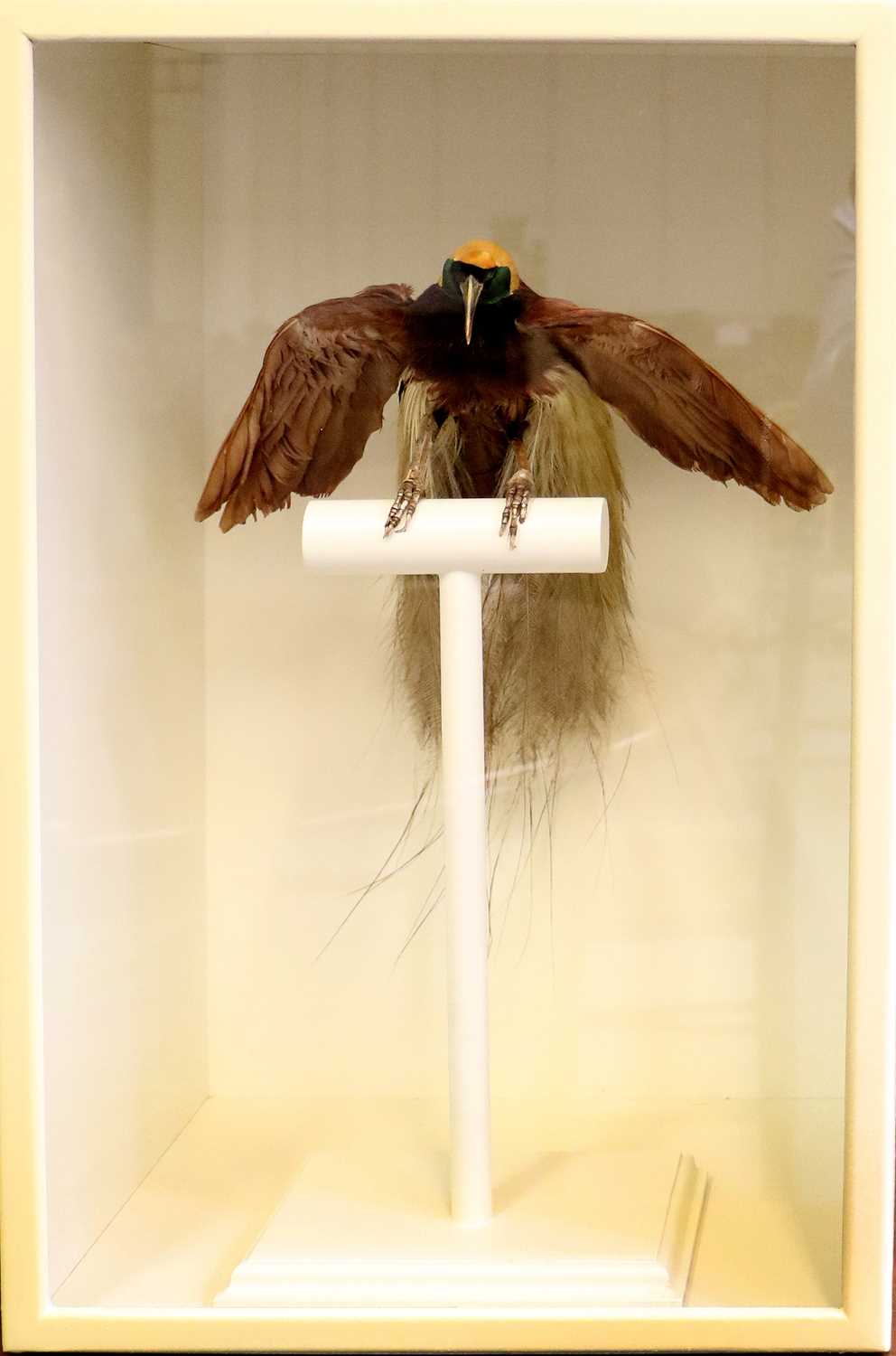 Taxidermy: A Late Victorian Cased Greater Bird-of-Paradise (Paradisaea apoda), a full mount adult - Image 5 of 6