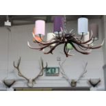 A Composite Antler Ceiling Light and Two Pairs of Antlers (3)