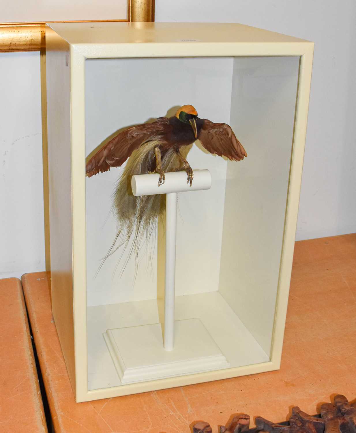 Taxidermy: A Late Victorian Cased Greater Bird-of-Paradise (Paradisaea apoda), a full mount adult - Image 2 of 6