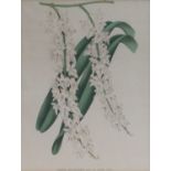 After C* De Bruyne (18th/19th Century)"Odontoglossum Crispum"Lithographs, plates from Lindenia des