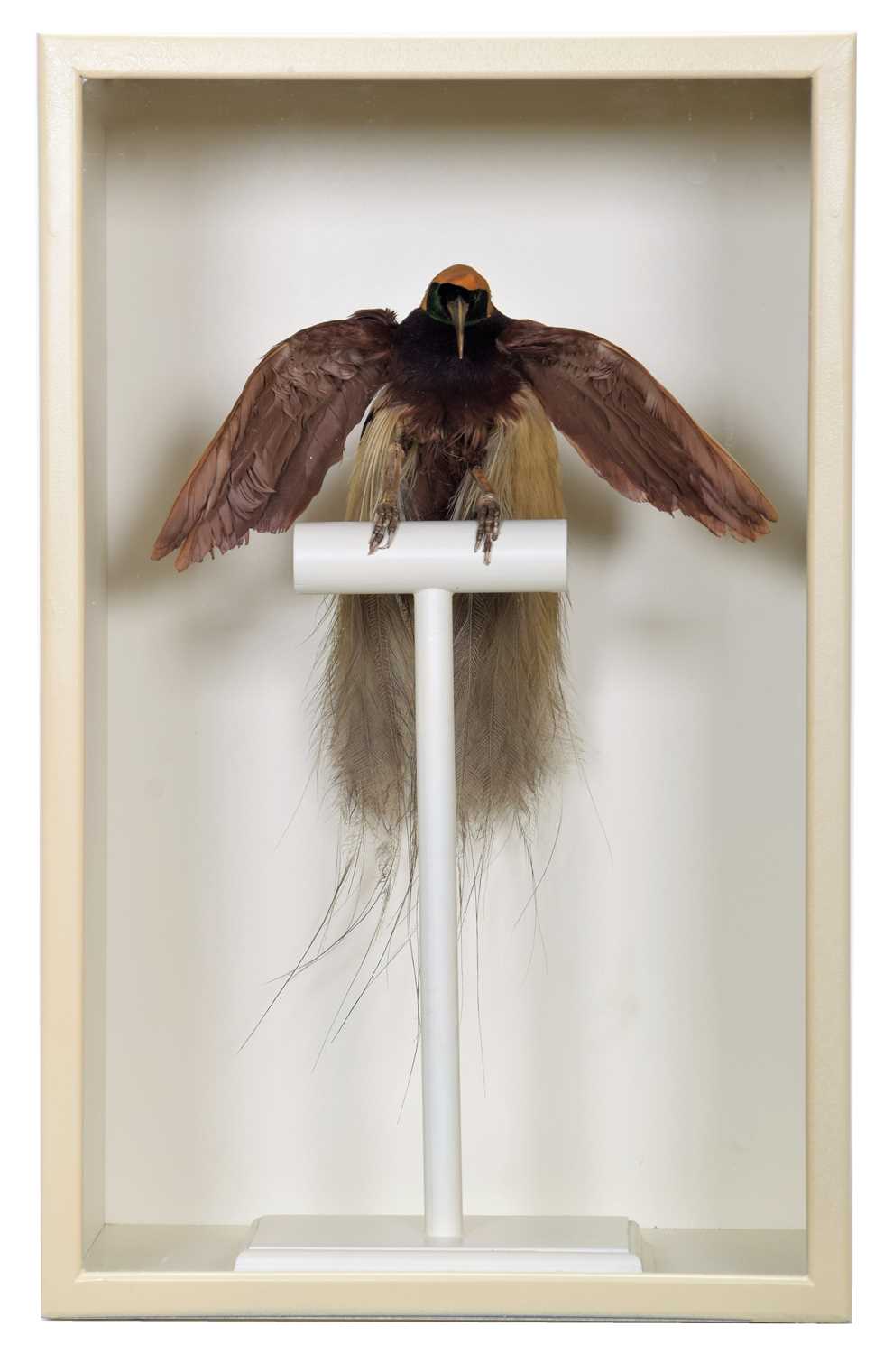 Taxidermy: A Late Victorian Cased Greater Bird-of-Paradise (Paradisaea apoda), a full mount adult