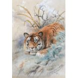 Thomas George Cooper (1836-1901)Study of a tiger in the undergrowthSigned and dated 1890,