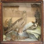 Taxidermy: A Late Victorian Cased Whimbrel & Little Tern (Numenius phaeopus/ Sternula albifrons),