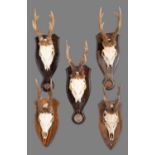Antlers/Horns: A Group of Bronze Medal Class European Roebuck Trophies, a set of large adult