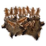 Skins/Hides: A Collection of Red Fox, Pine Marten & Wild Boar Hides, modern, a selection of ten