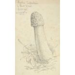 Robin Tanner (1904-1988) "Phallus Impudicus" Inscribed and dated 22 Oct 1941, and Oct 30 at O.C.F,