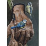 Andrew Hutchinson (b.1961) Bluetits on an Alan Titchmarsh gloveSigned, gouache, 29cm by 20.5cm