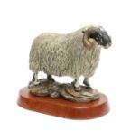 Border Fine Arts 'Blackfaced Tup' (Style One), model No. L15 by Mairi Laing Hunt, limited edition