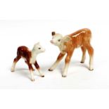 Beswick Hereford Calf, model No. 854, and Second Version, model No. 901B, both brown and white gloss