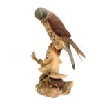 Border Fine Arts 'Kestrel and Mouse', model No. 032A by Victor HaytonNo wood base. Model dusty but