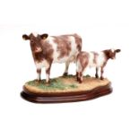 Border Fine Arts 'Beef Shorthorn Cow and Calf', model No. 1139 by Kirsty Armstrong, limited