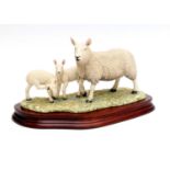 Border Fine Arts 'North Country Cheviot with Scotch Halfbred Lambs', model No. L147 by Ray Ayres,