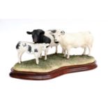 Border Fine Arts 'Belgian Blue Family Group', model No. B0771 by Kirsty Armstrong, limited edition