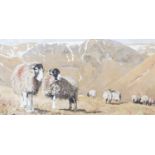 Pat Cleary (Contemporary)Swaledale ewes in a landscapeOil on board, 49.5cm by 100cm