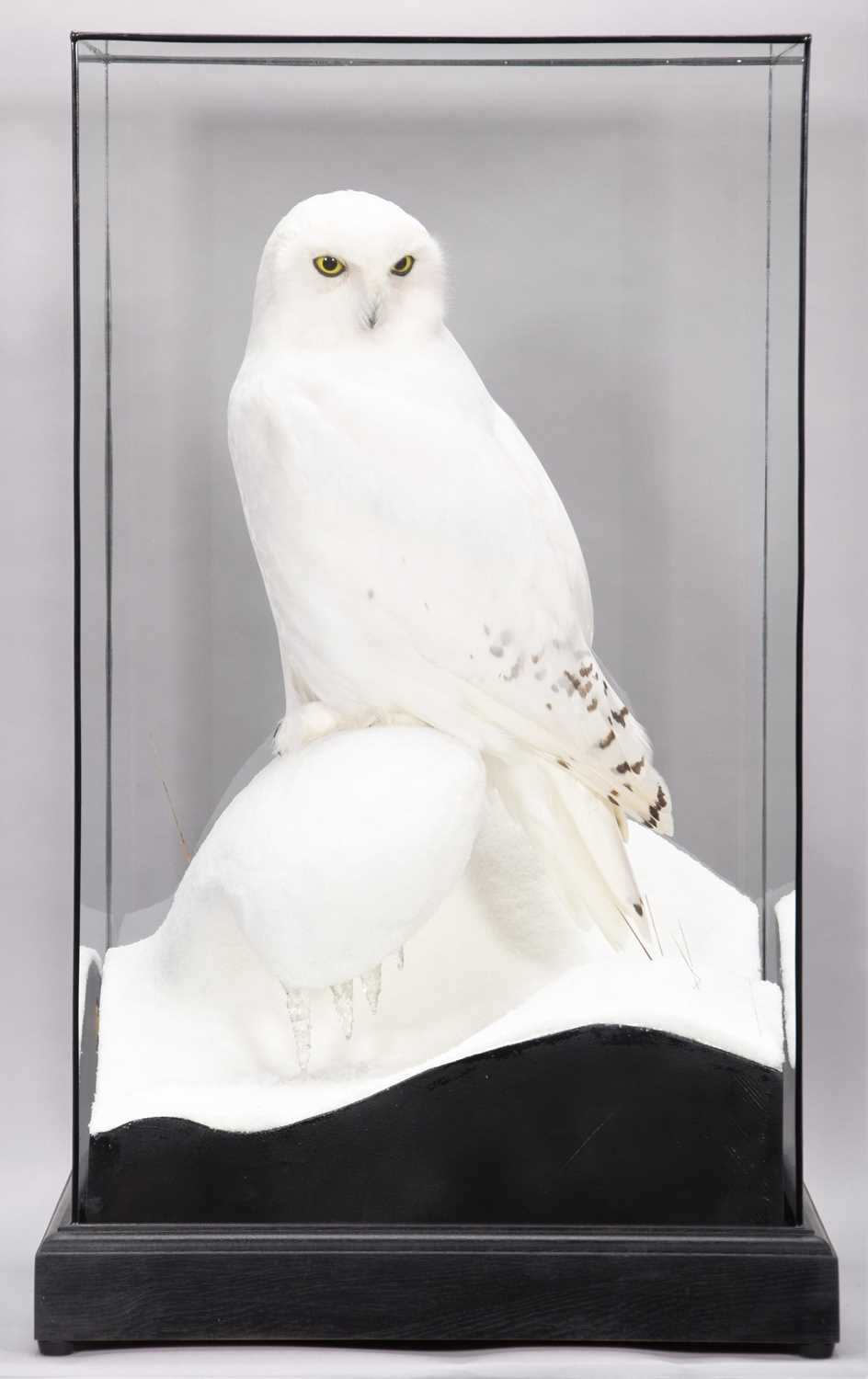Taxidermy: A Cased Snowy Owl (Bubo scandiacus), circa 2023, by World Renowned Taxidermist Carl - Image 2 of 6