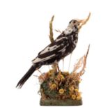 Taxidermy: A Late Victorian Pied Black Bird (Turdus merula), circa 1870-1900, a full mount adult