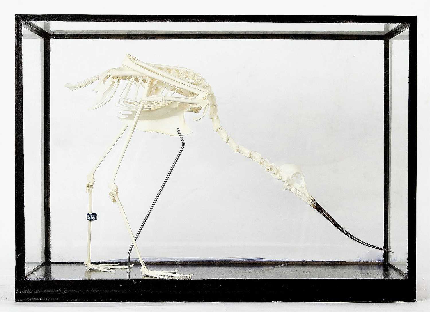 Skeletons/Anatomy: A Cased Avocet Skeleton (Recurvirostra avosetta), modern, a complete natural