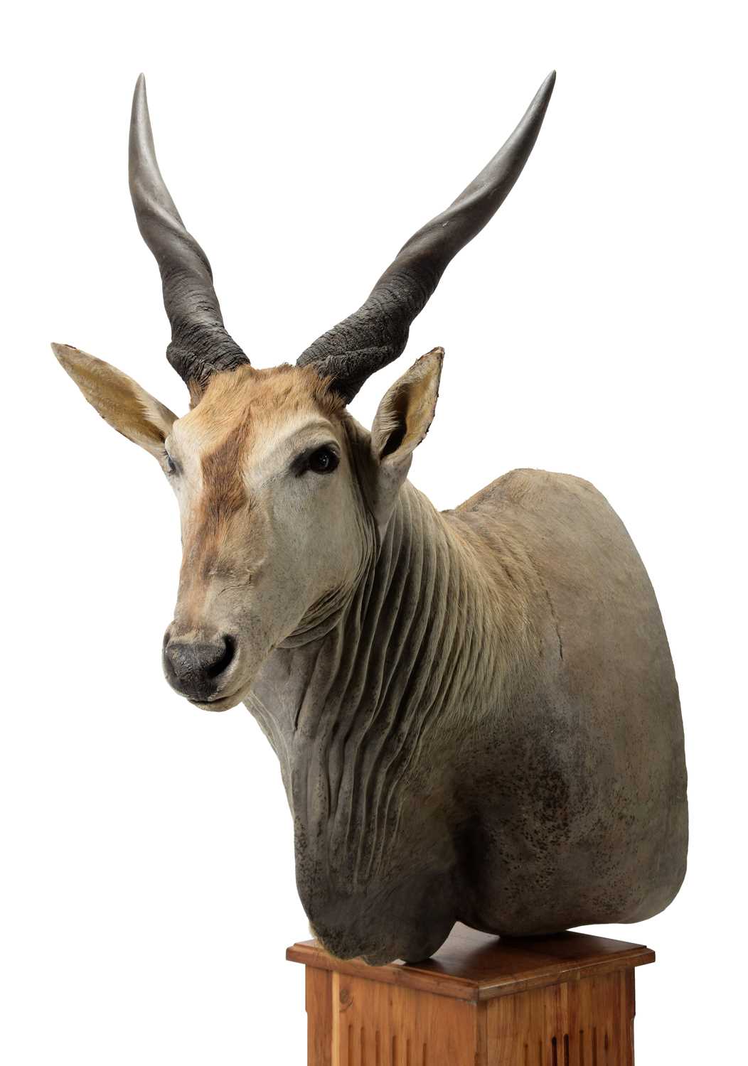 Taxidermy: Common Eland (Taurotragus oryx), circa late 20th century, South Africa, a large adult - Image 2 of 3