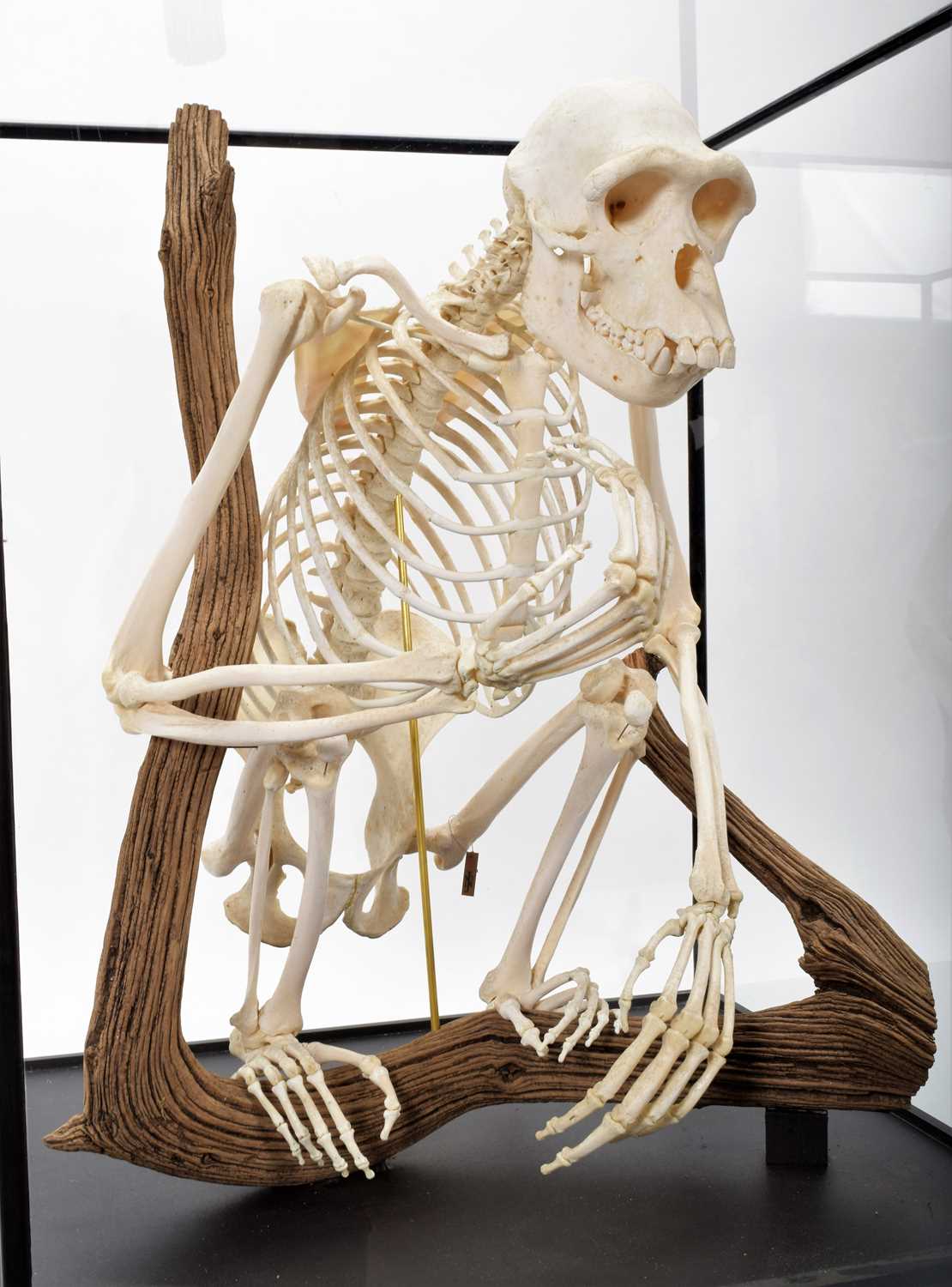 Skeletons/Anatomy: A Rare Cased Chimpanzee Skeleton (Pan troglodytes), captive bred, circa 2010, a - Image 6 of 12