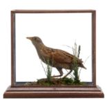 Taxidermy: A Cased Corncrake (Crex crex), a good quality late Victorian full mount adult looking