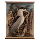 Taxidermy: A Cased Black-Crowned Night Heron (Nycticorax nycticorax), circa late 20th century, a