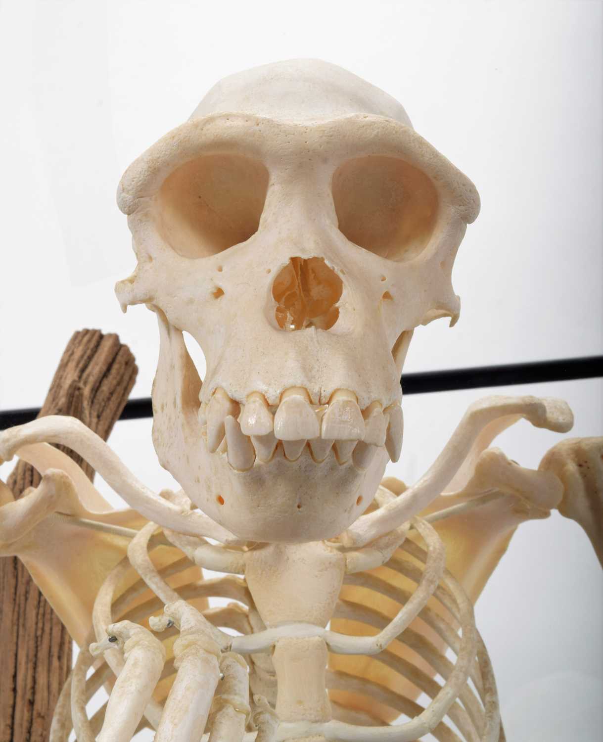 Skeletons/Anatomy: A Rare Cased Chimpanzee Skeleton (Pan troglodytes), captive bred, circa 2010, a - Image 9 of 12