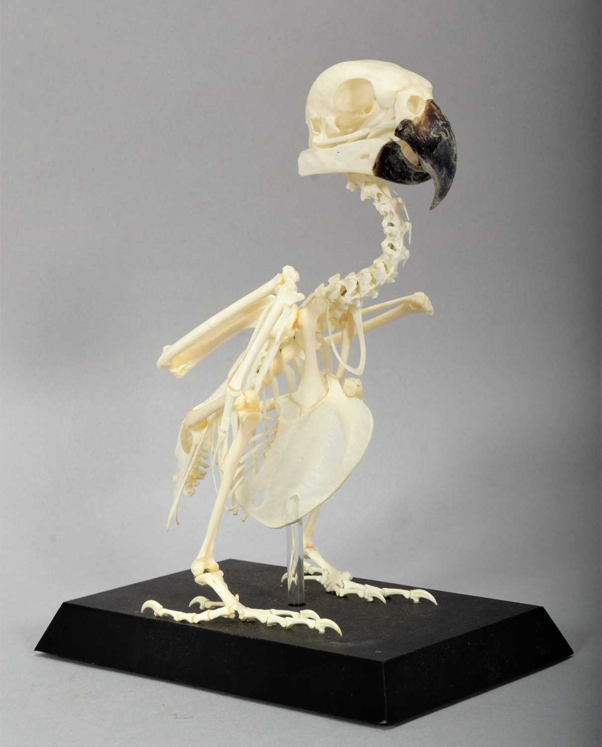 Skeletons/Anatomy: A Yellow-fronted Amazon Parrot Skeleton (Amazona ochrocephala), modern, a - Image 3 of 3