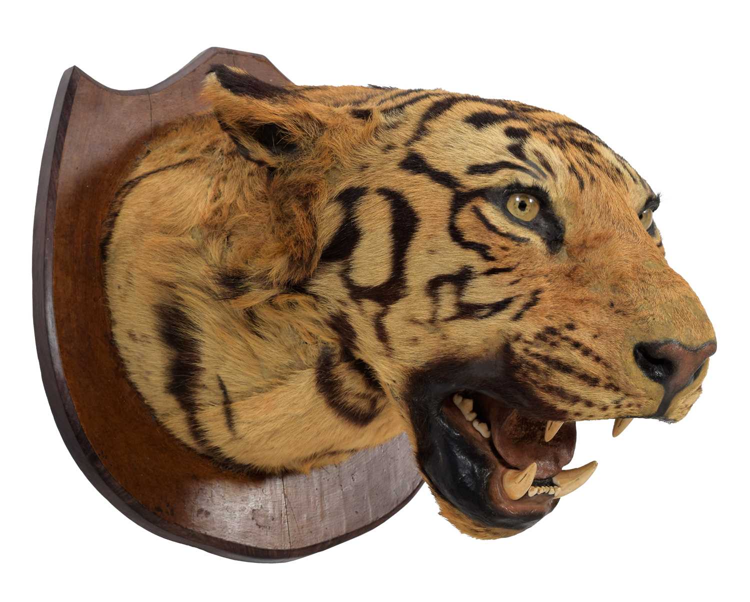 Taxidermy: Bengal Tiger (Panthera tigris tigris), circa early 20th century, attributed to Theobald - Image 5 of 8