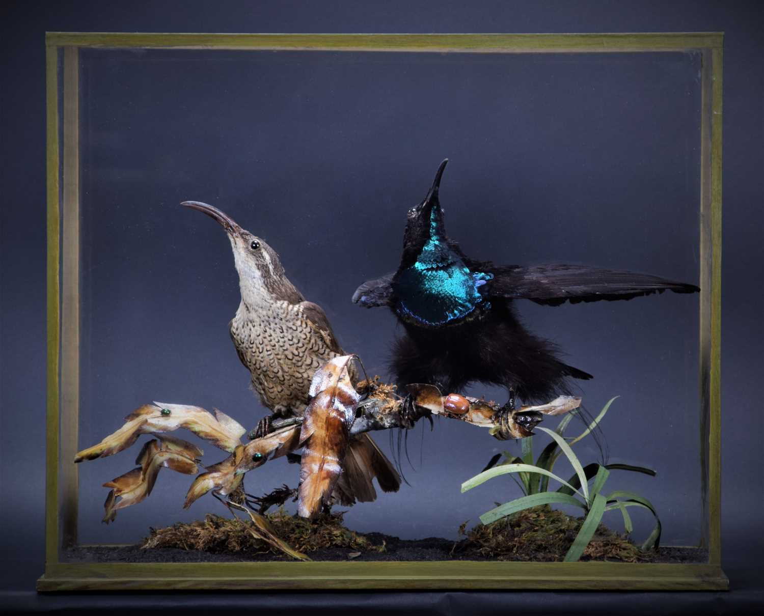 Taxidermy: A Late Victorian Cased Pair of Magnificent Rifle Birds (Ptiloris magnificus), re-cased by - Image 4 of 5