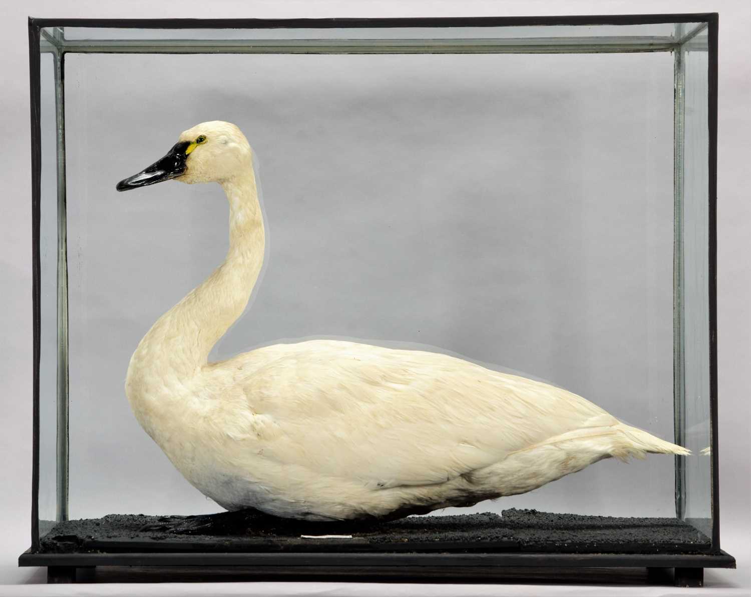 Taxidermy: A Cased Whistling Swan (Cygnus columbianus), circa 20th century, by Peter Farrington,