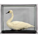 Taxidermy: A Cased Whistling Swan (Cygnus columbianus), circa 20th century, by Peter Farrington,