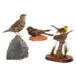 Taxidermy: A Group of British Countryside Birds, circa late 20th century, a full mount adult