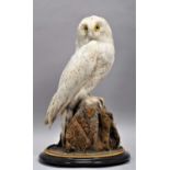 Taxidermy: A Snowy Owl (Bubo scandiacus), circa early 20th century, a full mount adult with head