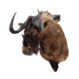 Taxidermy: Black Wildebeest (Connochaetes gnou), circa late 20th century, South Africa, a high