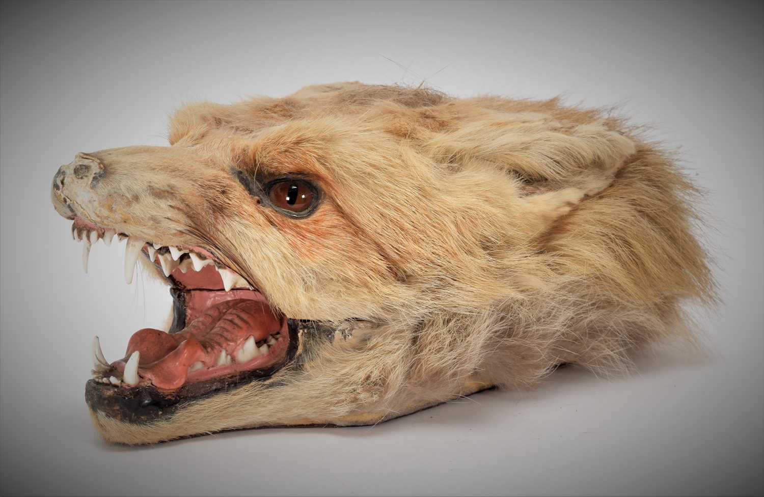 Taxidermy: A Red Fox Mask Cigarette Box, (Vulpes vulpes), by Army and Navy Stores, Naturalist - Image 3 of 8