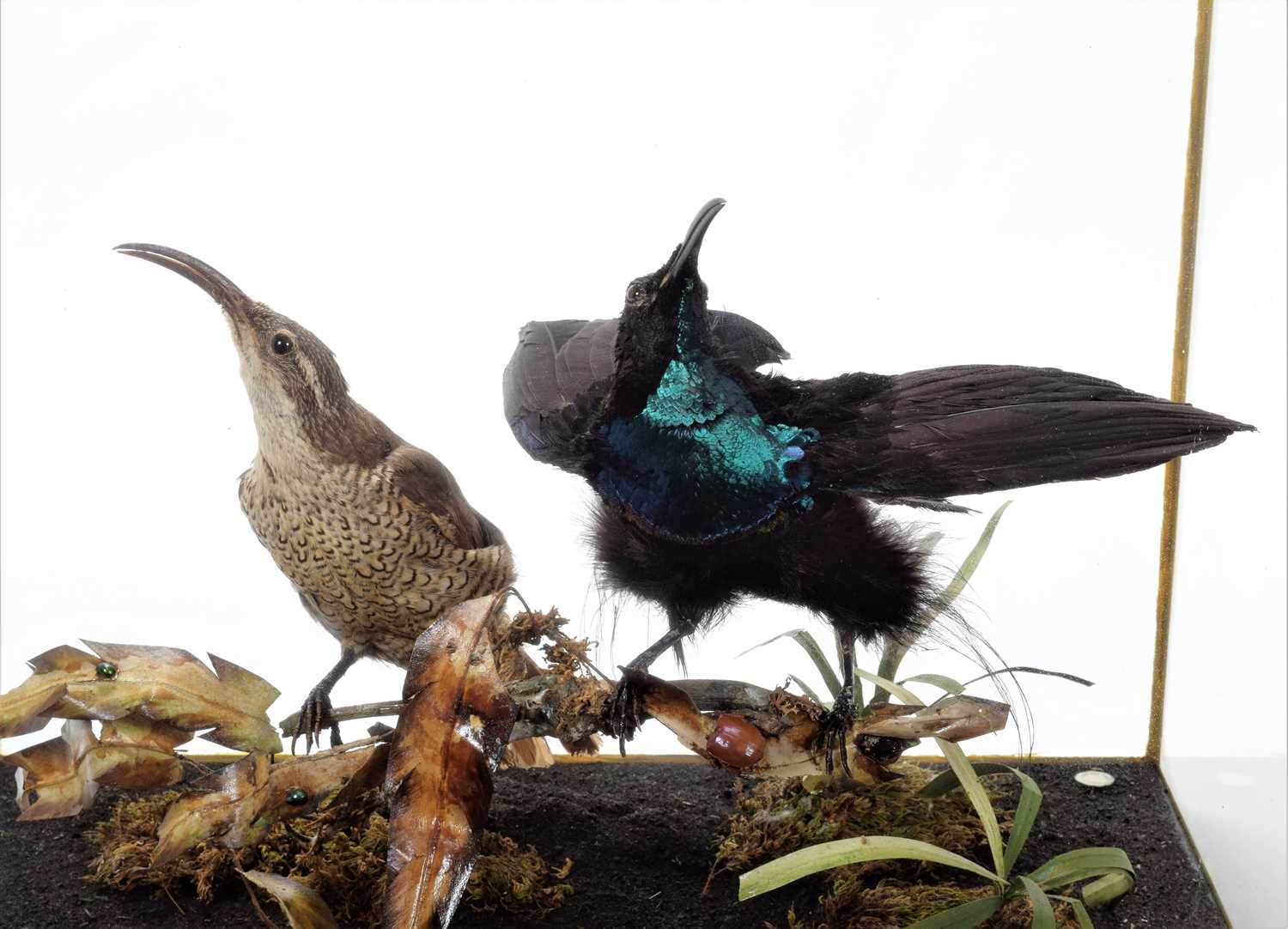 Taxidermy: A Late Victorian Cased Pair of Magnificent Rifle Birds (Ptiloris magnificus), re-cased by - Image 2 of 5